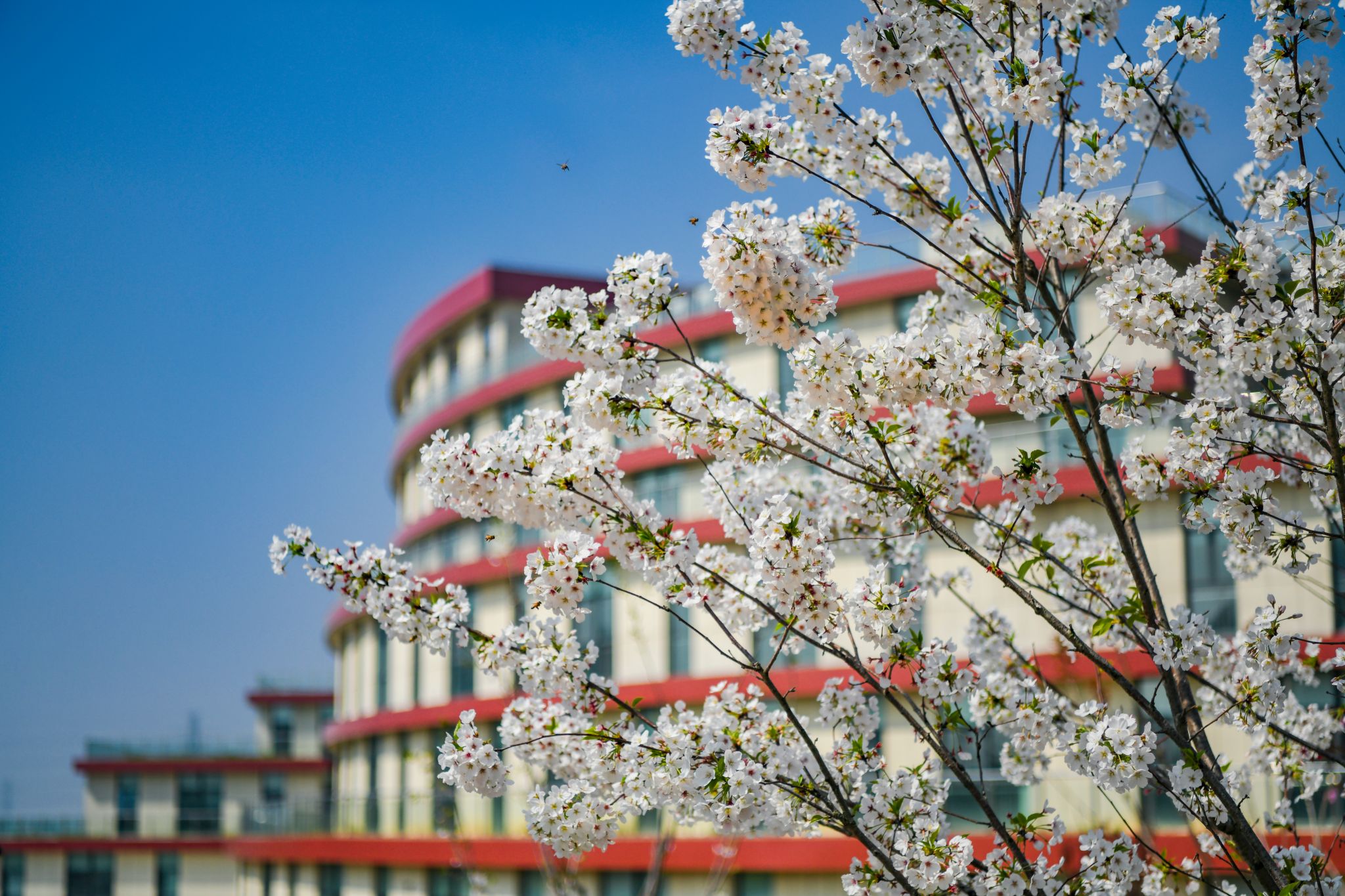 图文信息中心樱花