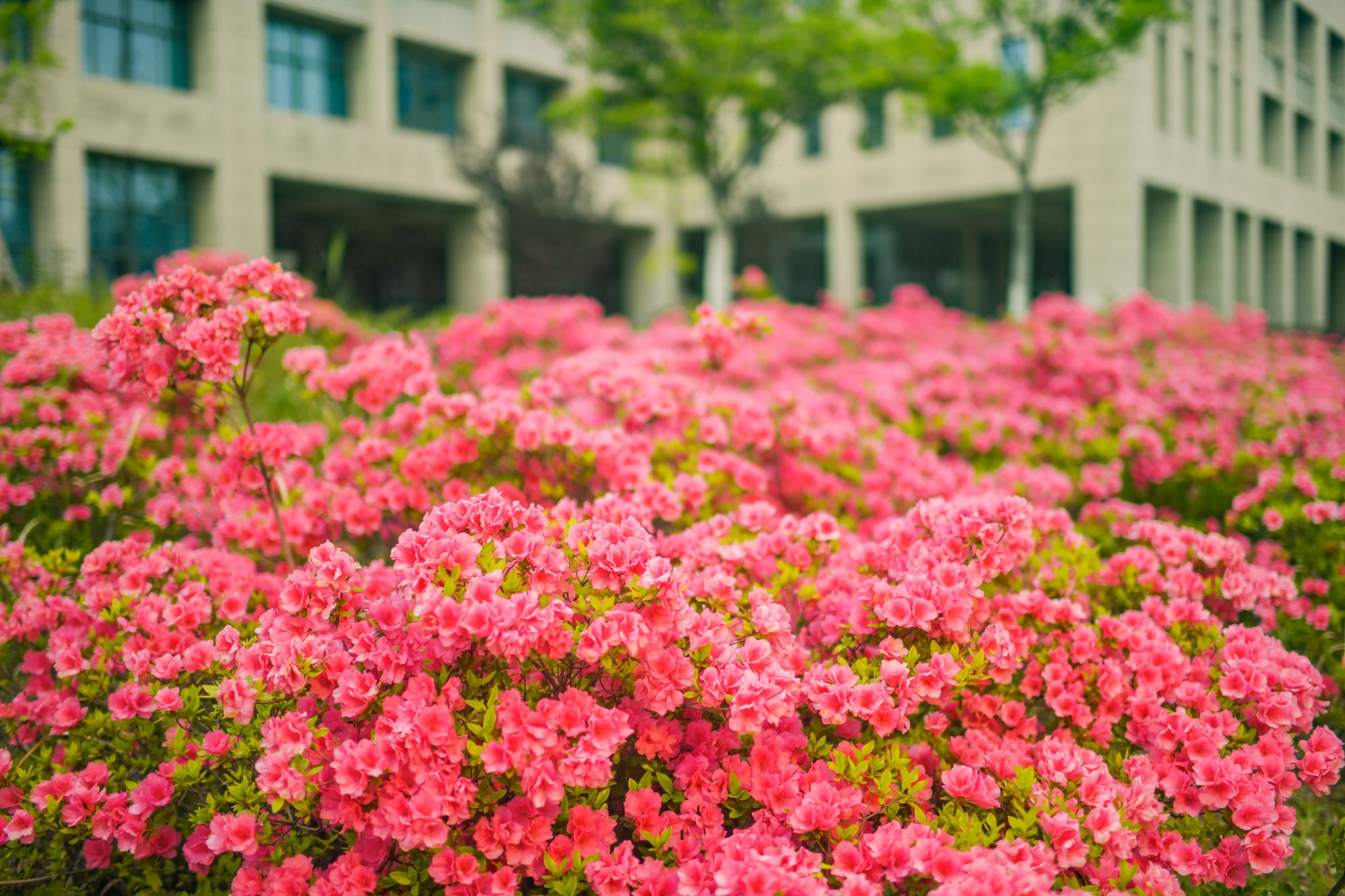 躬行楼杜鹃花