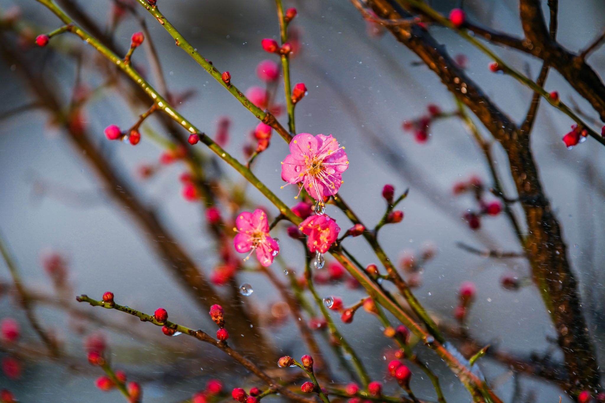 京江学院青教公寓梅花