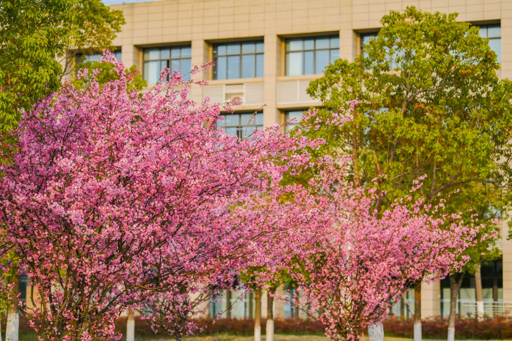 昭明楼垂丝海棠
