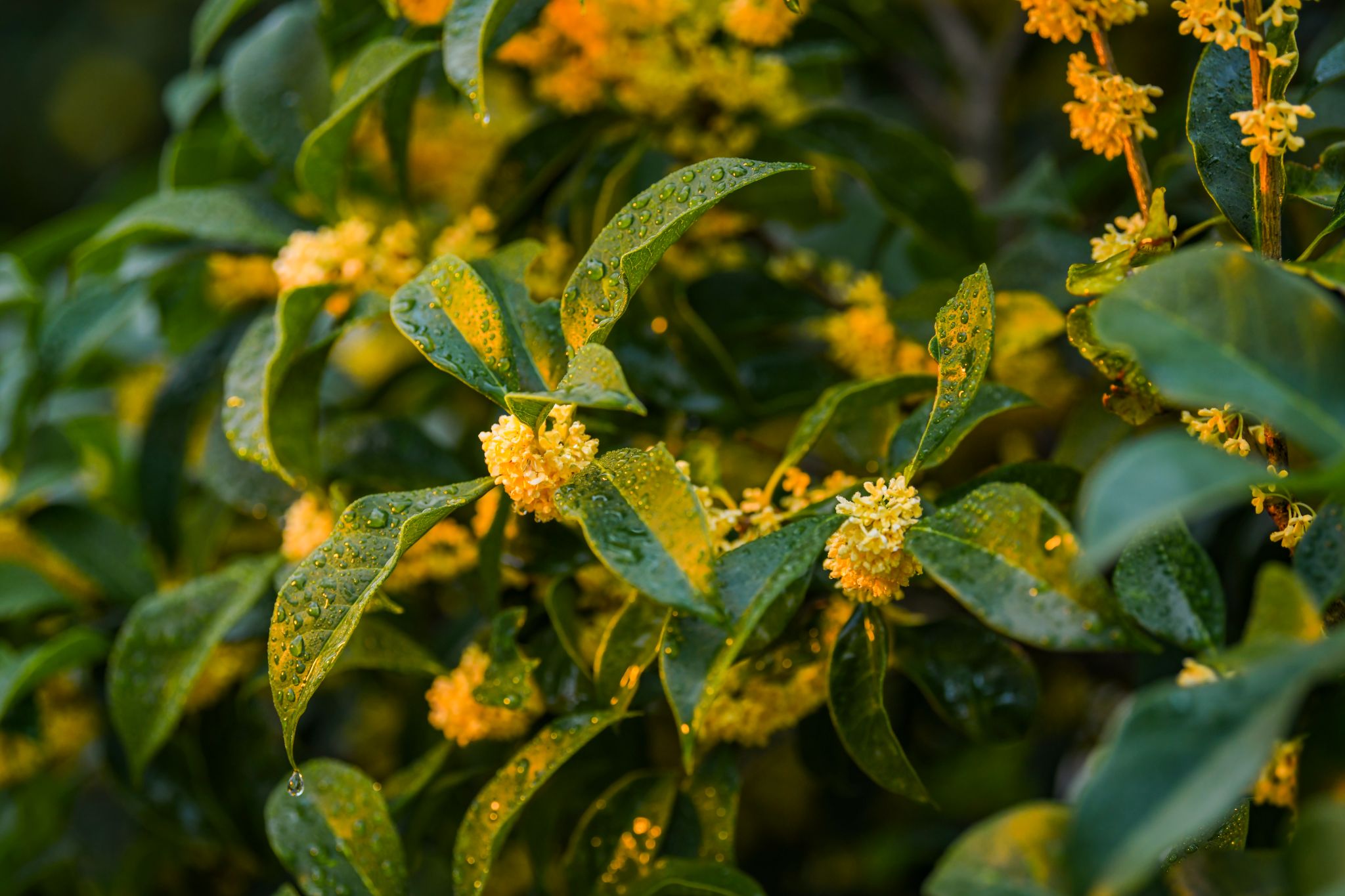 京江学院桂花