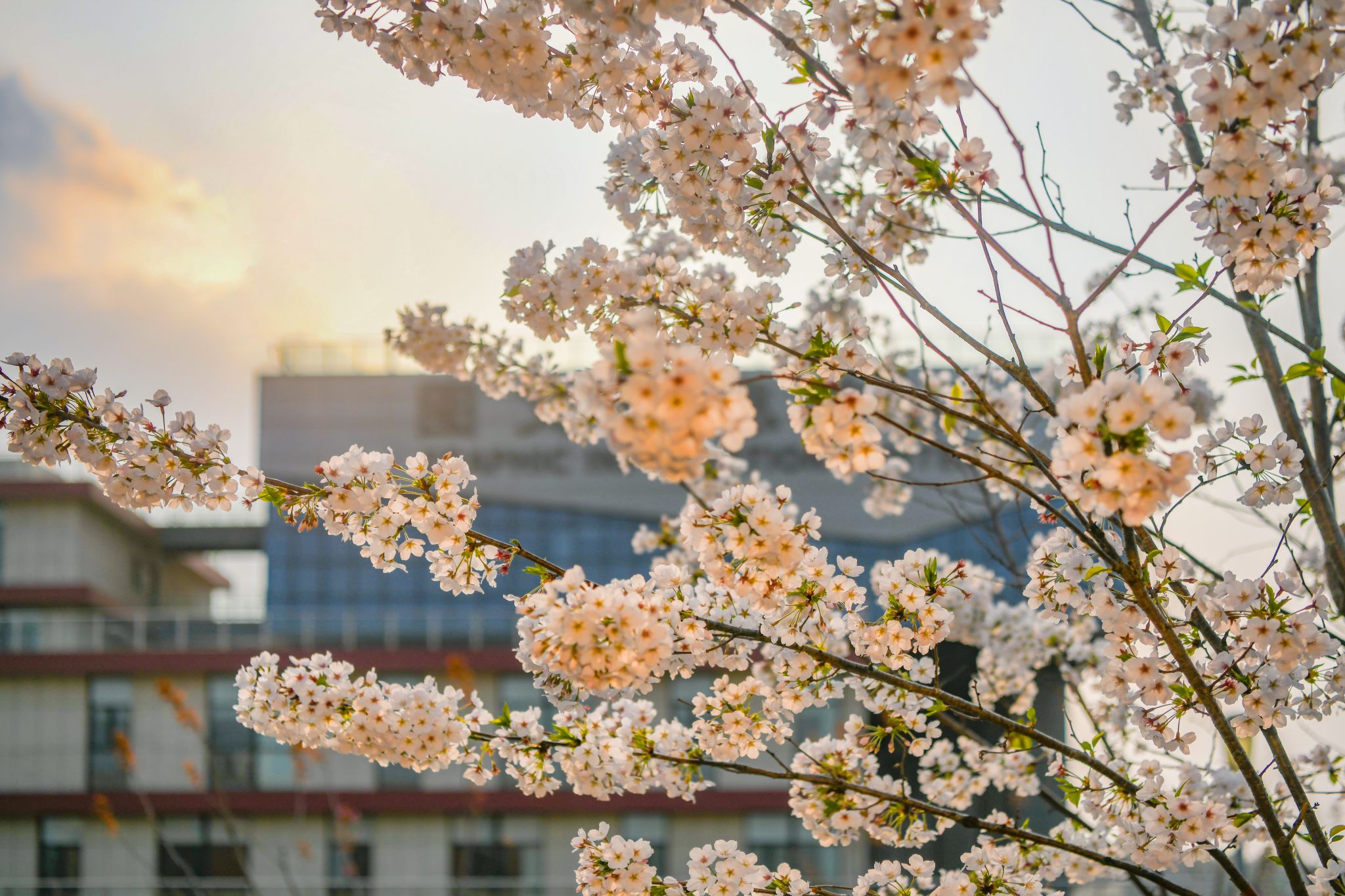 图文信息中心樱花